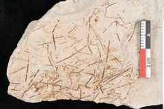Foto (Detailansicht) von Hypnum sagorianum Ettingshausen (NHMW-GEO-2024-0188-6728)